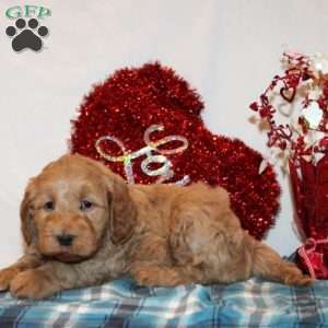 Dallas, Mini Goldendoodle Puppy